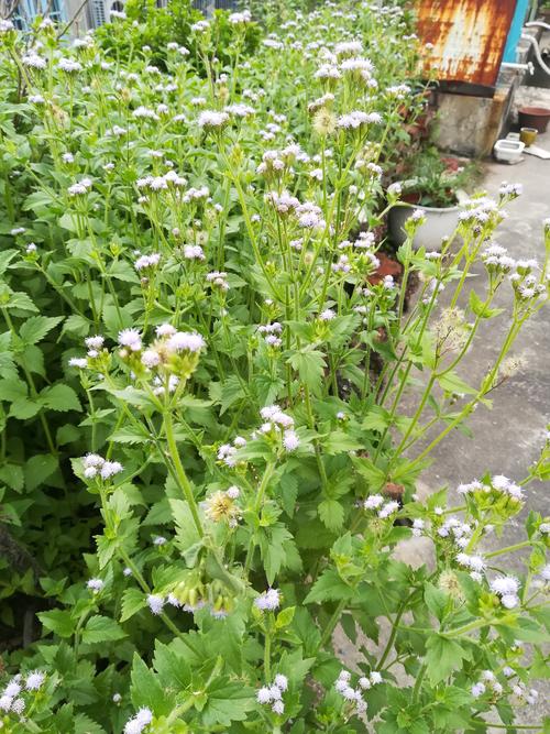 随拍什锦花飘香