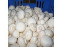 鲜双孢菇