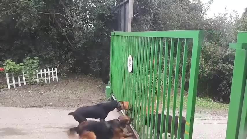 两拨狗隔着门激烈的争吵,一个比一个凶狠,门开那刻憋住别笑