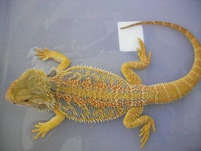 鬃狮蜥品种有哪些,详细介绍鬃狮蜥种类(专门为新手科普)