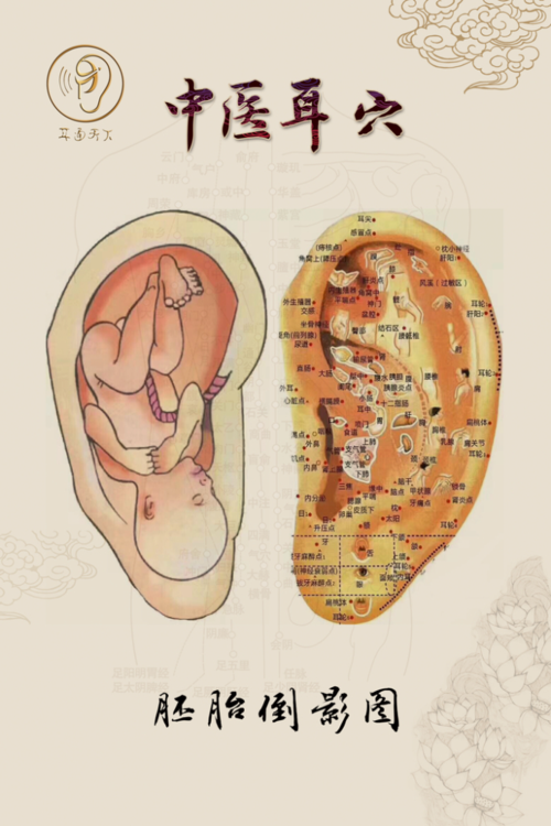 8 "瘦耳朵" 耳朵偏小,僵硬,肉少骨多,耳垂薄,代表