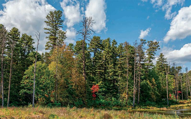 林草科普|红松:东北的顶级乔木
