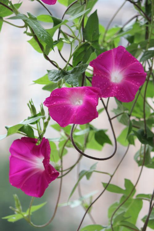 藤蔓牵牛花(60幅)