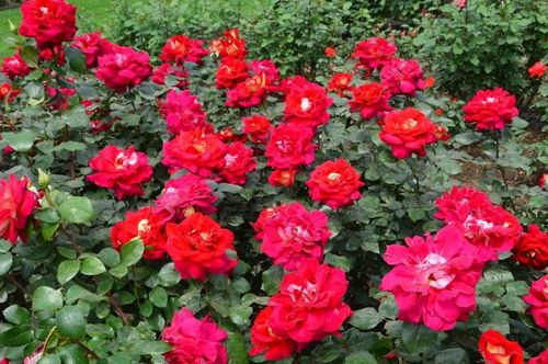 焦作市的市花是什么?