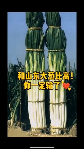 你长的还没有我们山东大葱高呢