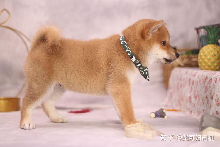 快五个月的柴犬还是很丑是不是被骗了