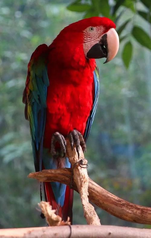 缤纷色彩时尚代表:金刚鹦鹉