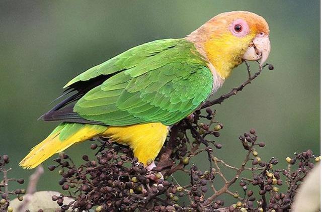 我很后悔饲养金头凯克鹦鹉,它稍有动静就会尖叫,很聒噪的!