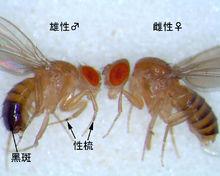 雄性和雌性