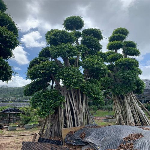 造型榕树盆景 漳州精品小叶榕盆景 欢迎整车采购