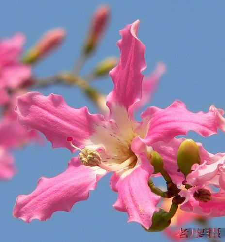 美丽异木棉!