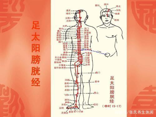 膀胱经循行背部