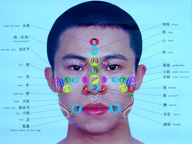 手,耳,足,面部反射区示意图