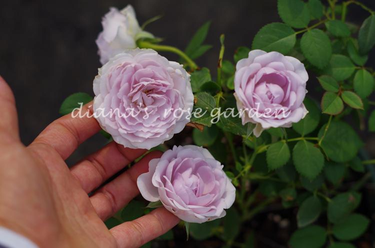 狄安娜的月季花园 月季花 蓝紫色 青金石 勤花丰花香味好闻小包子