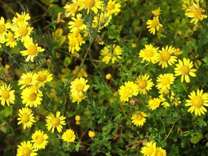 《药材问答》80元不愿意卖的野菊花颗粒货