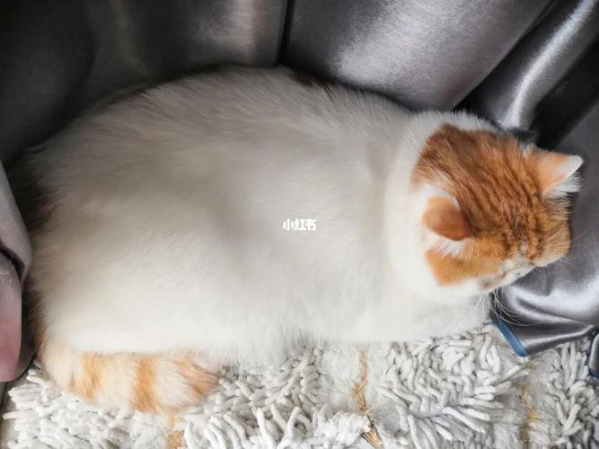 带橘的猫都duangduang的_加菲猫_宠物_猫_晒猫