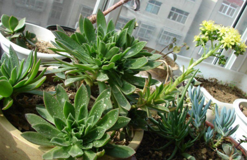 毛叶莲花掌的养殖方法毛叶莲花掌的注意事项图