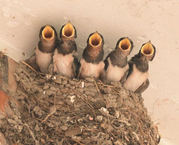 燕子宝宝嘴张的大大的等妈妈喂食