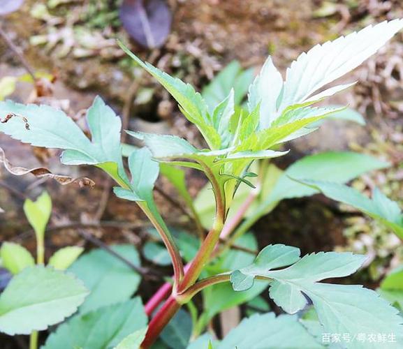 中药名"败酱草"曾称"不胜将军弃甲逃",采挖回来可是一