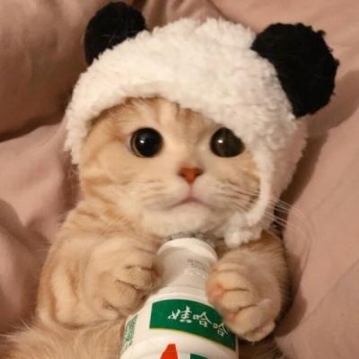 高清可爱的最火头像萌宠图片