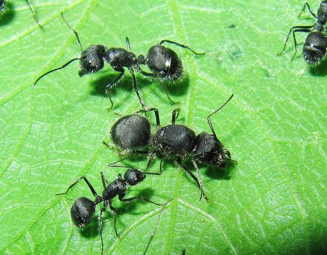 图中最大的就是蚁王,其它的是工蚁