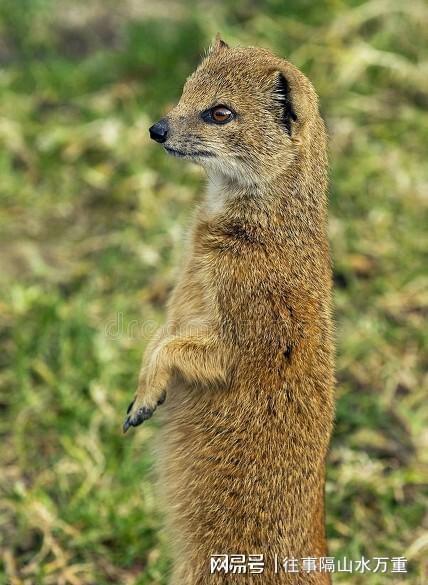 乡愁排队的黄鼠狼