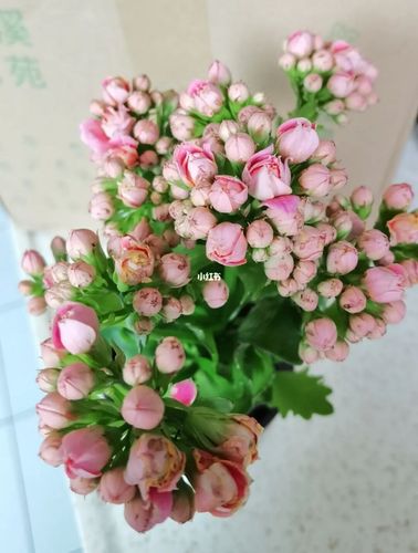 长寿花—戴安娜_长寿花_鲜花_美女_鲜花分享_家居家装