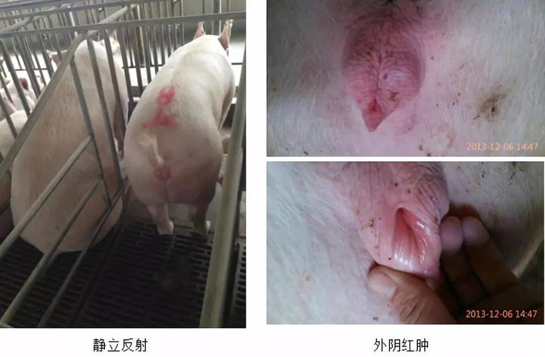 母猪发情鉴定和适时配种的六个关键点!_公猪