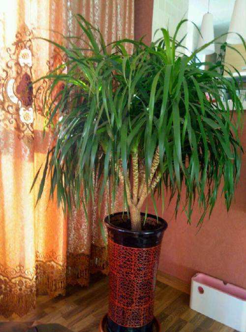 龙血树的摆放和风水 在家里哪里摆最好