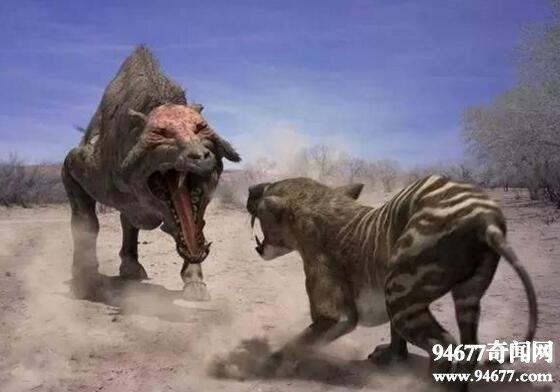 二,完齿猪:战斗力完爆剑齿虎