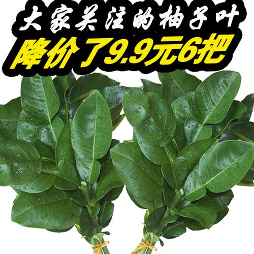 购客新鲜柚子叶去晦气开运转运沐浴折福柚子叶 免邮 费新鲜50年老树带