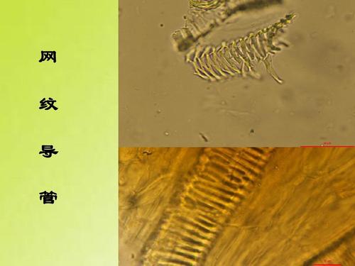 生药学实验(1)大黄和茯苓药材鉴定ppt