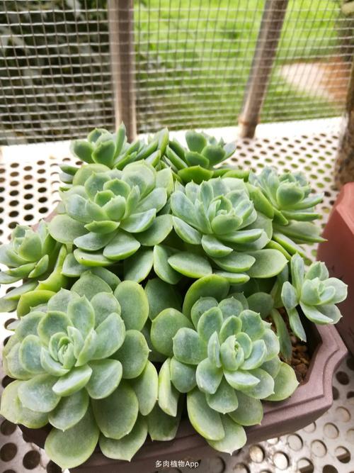 冰梅还是贝瑞已经分不清了.