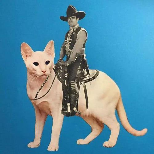 一群人骑猫出门的画面也是很壮观,顺便给猫主子表演一个倒立行走让