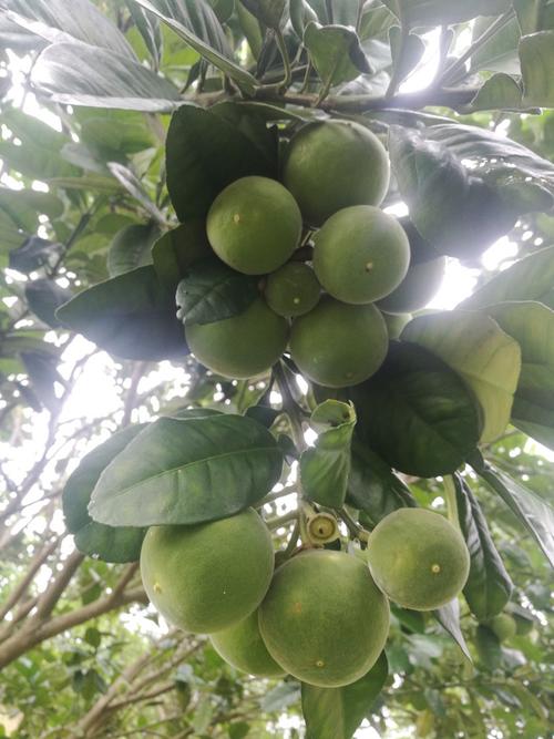 化橘红树苗 6年化橘红果树,正丰产期,花香迷人,根丰叶茂,也可作风景树