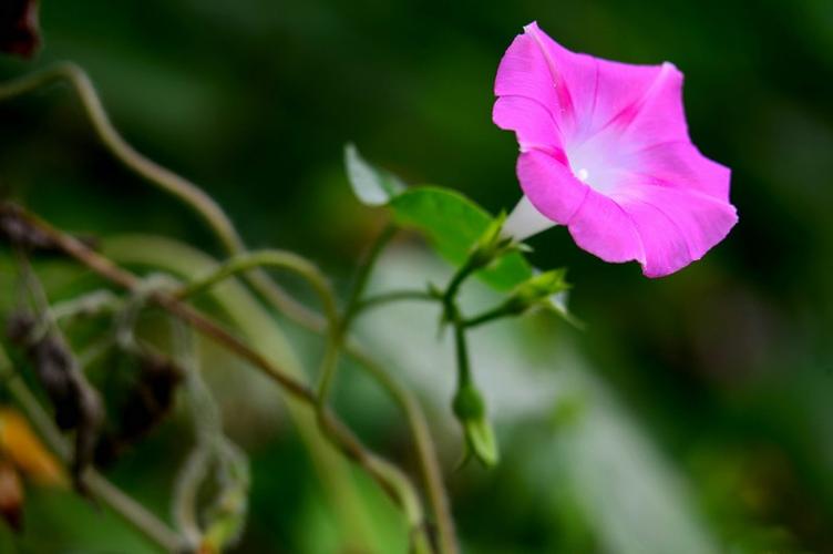 微距之下——牵牛花
