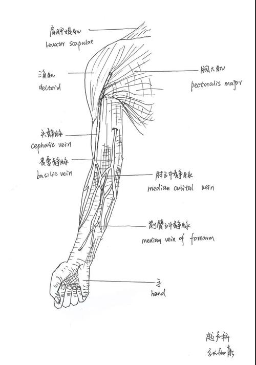 《上肢血管》 作者:张雨康