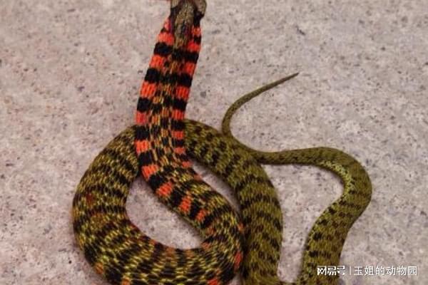 农村最常见的一种蛇毒性堪比银环蛇为何却总被人当成无毒蛇