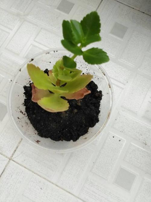 长寿花水培与土培的生长