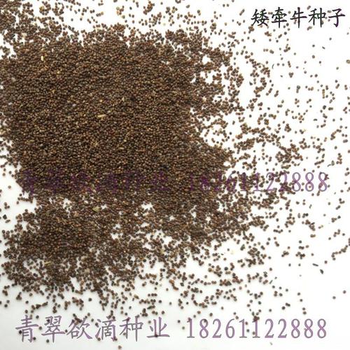 基地直发矮牵牛种子碧冬茄种子价格你想不到