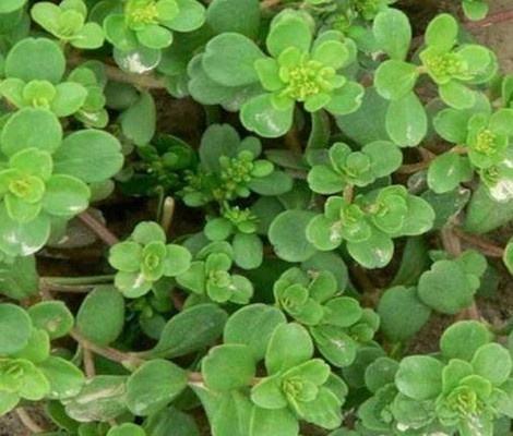 乡间常见的野草,人们叫它浮尸草,可以敛汗,止血