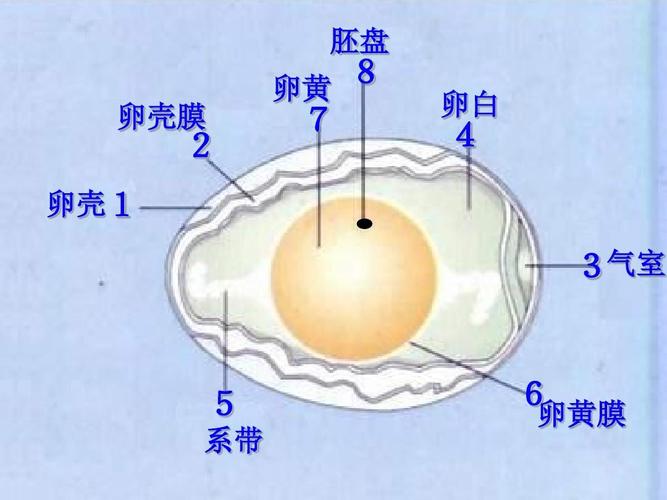 实验观察鸡卵的结构