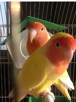 美国黄桃脸牡丹鹦鹉