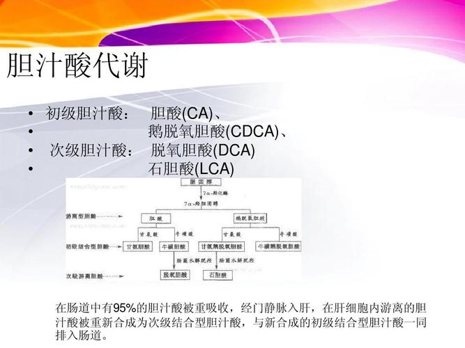 血清总胆汁酸 医学生用的生化学习资料ppt