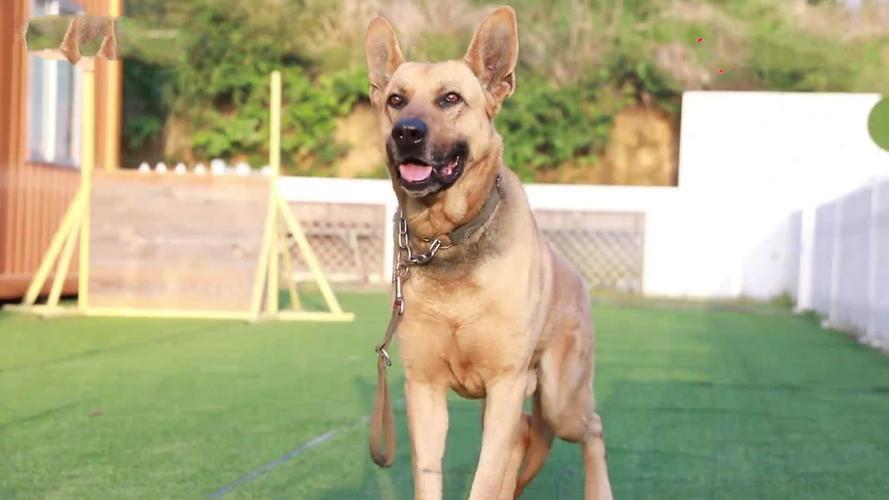 "26条犬,26次伤心":退役警犬那些事儿