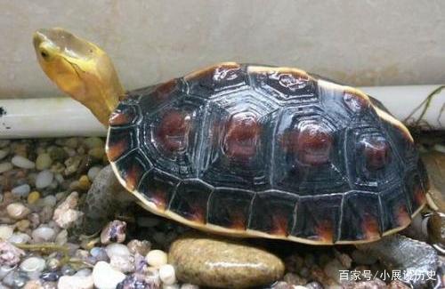 别名:断板龟,夹蛇龟,夹板龟,黄板龟,食蛇龟,呷蛇龟,克蛇龟驼背龟,黄缘