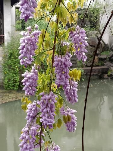 紫藤花醉