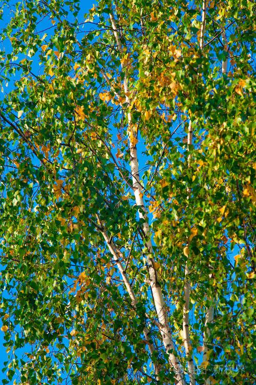美丽的俄罗斯桦树,绿色和黄色的叶子,映衬着纯净的蓝天,俄罗斯中部大