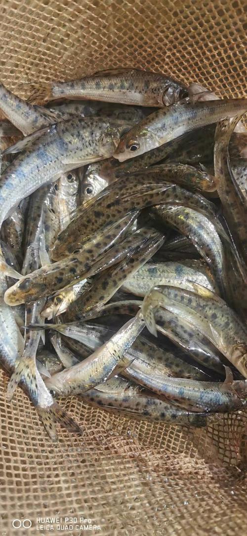 花骨鱼花花姑娘马驹卢季季鱼季郎鱼鸡骨郎朱活体手机