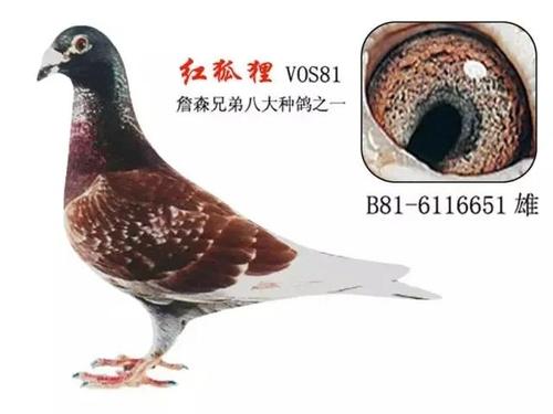 红色鸽子(绛,红轮)的杂交溶合剂作用不可小看,这可是信鸽杂交配对的